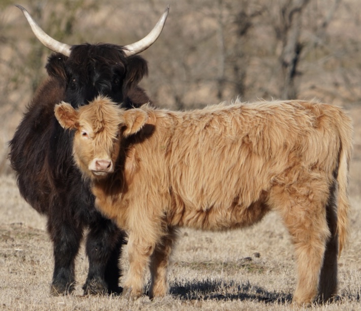 A black Highland cow standing protectively behind a light-brown calf on pasture.