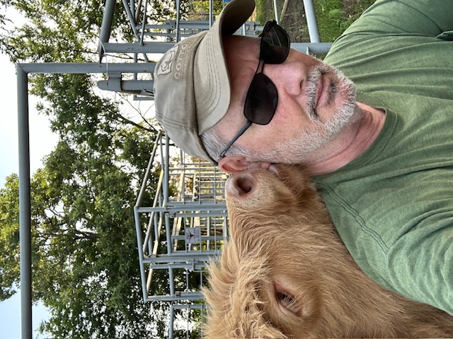 A light-coloured Highland calf nuzzling Jeff Brown while he sits in the cattle yard.