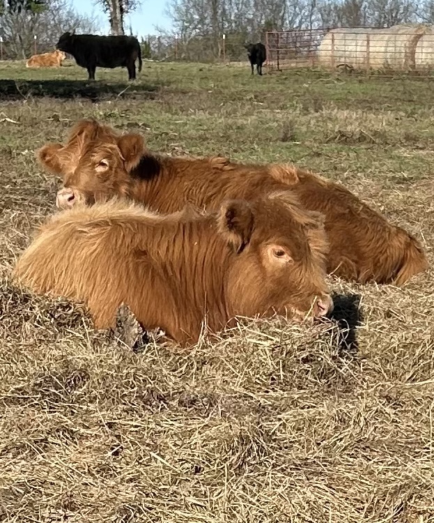 Two reddish Highland calves resting in dry pasture, with other cattle grazing in the background.