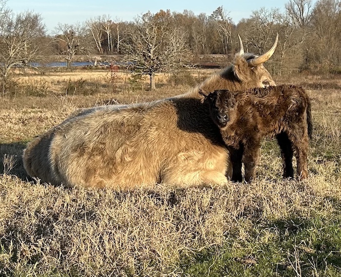 A Highland cow lying in pasture with a dark calf standing close against her side.