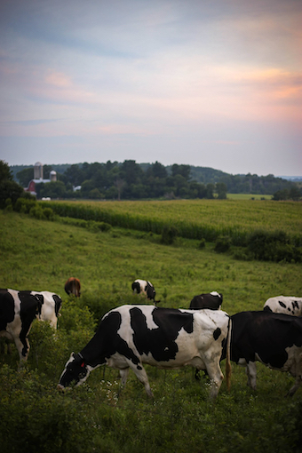 Dairy cows grazing across rolling pasture at Berglane Farm, with fields, trees, and farm buildings visible on the horizon.