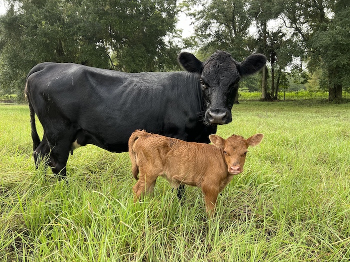 A black Dexter cow standing beside her newborn light-red calf in tall green pasture.