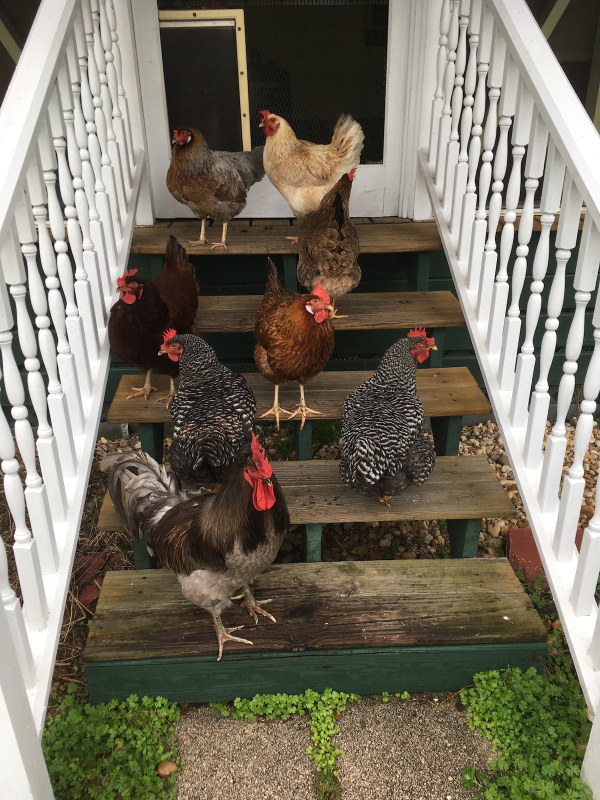 A rooster and several hens gathered on the wooden steps outside the homestead.