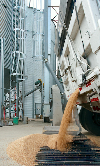 Grain being unloaded from a truck into storage at an industrial grain facility.