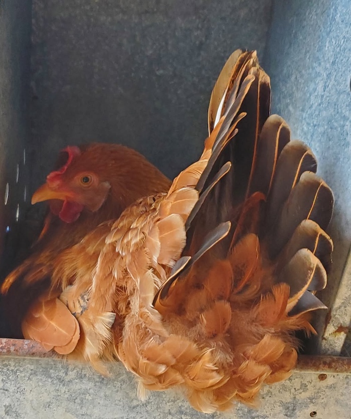 A brown hen nestled in a metal nesting box at Half Acre Homestead.