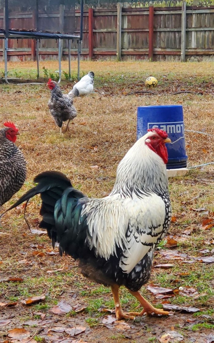 A silver-laced Wyandotte rooster standing alert in the backyard at Half Acre Homestead.