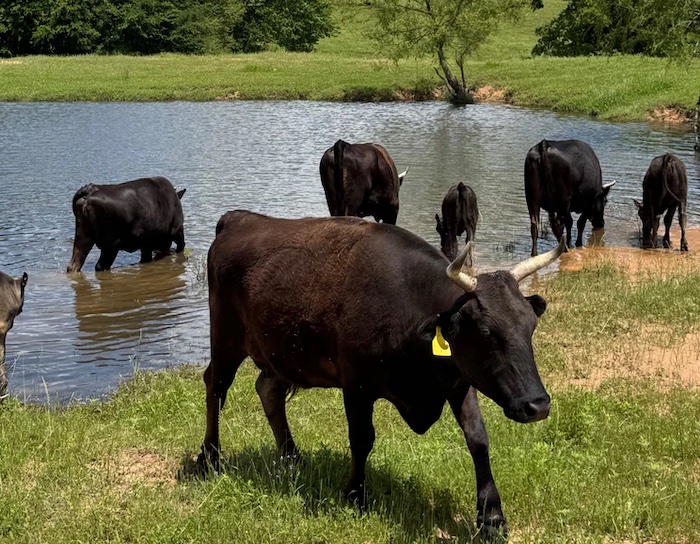Black cattle standing and wading in a farm pond on pasture at Hamilton Homestead in Texas.
