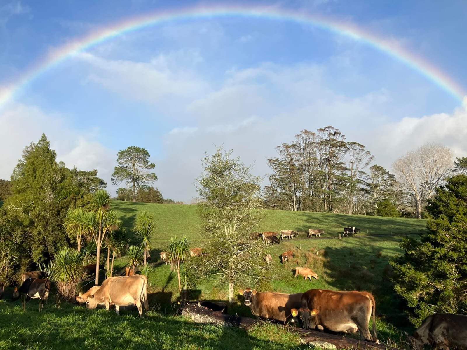 Jersey cows grazing under a rainbow in rural New Zealand
