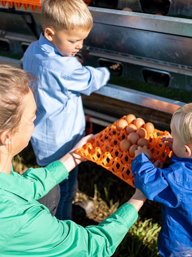 Family collecting fresh eggs on their farm