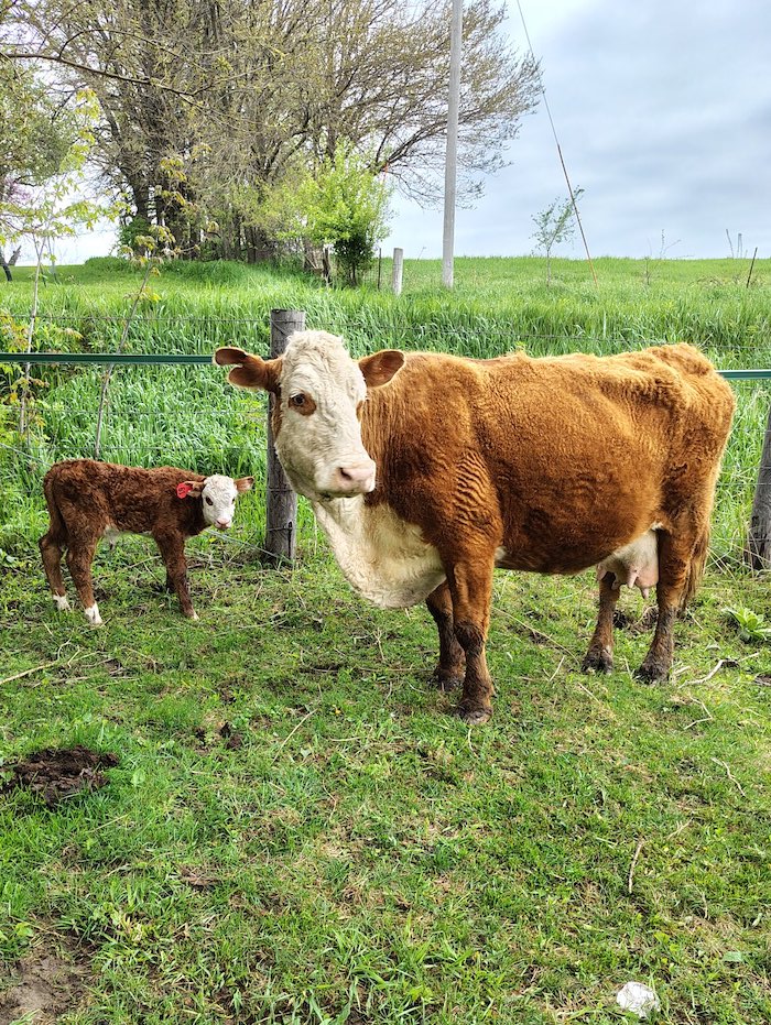 A 14-year-old Hereford cow standing with her newest calf.
