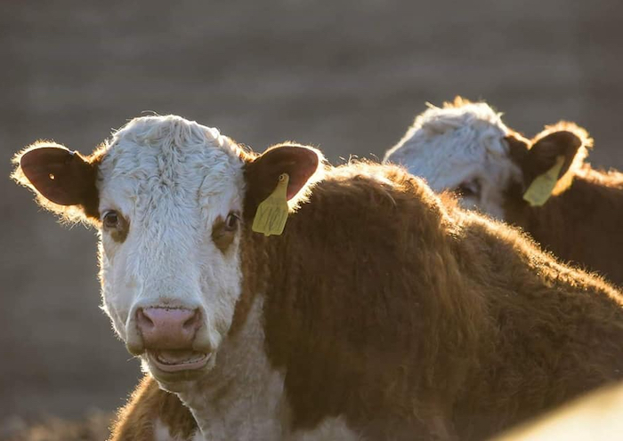 A Hereford cow in warm evening sunlight, with another cow just behind her.