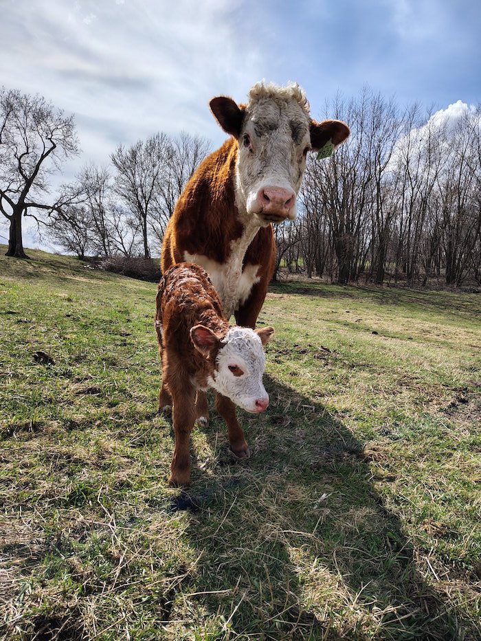 A Hereford cow standing protectively behind her newborn calf in early spring pasture.